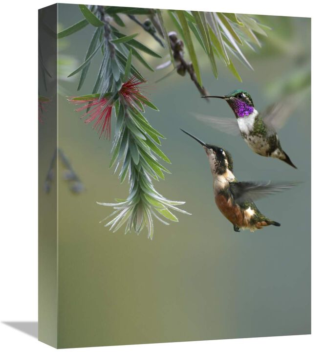 White-bellied Woodstar hummingbird male and female feeding on flower, Costa Rica-Canvas Art-12x16