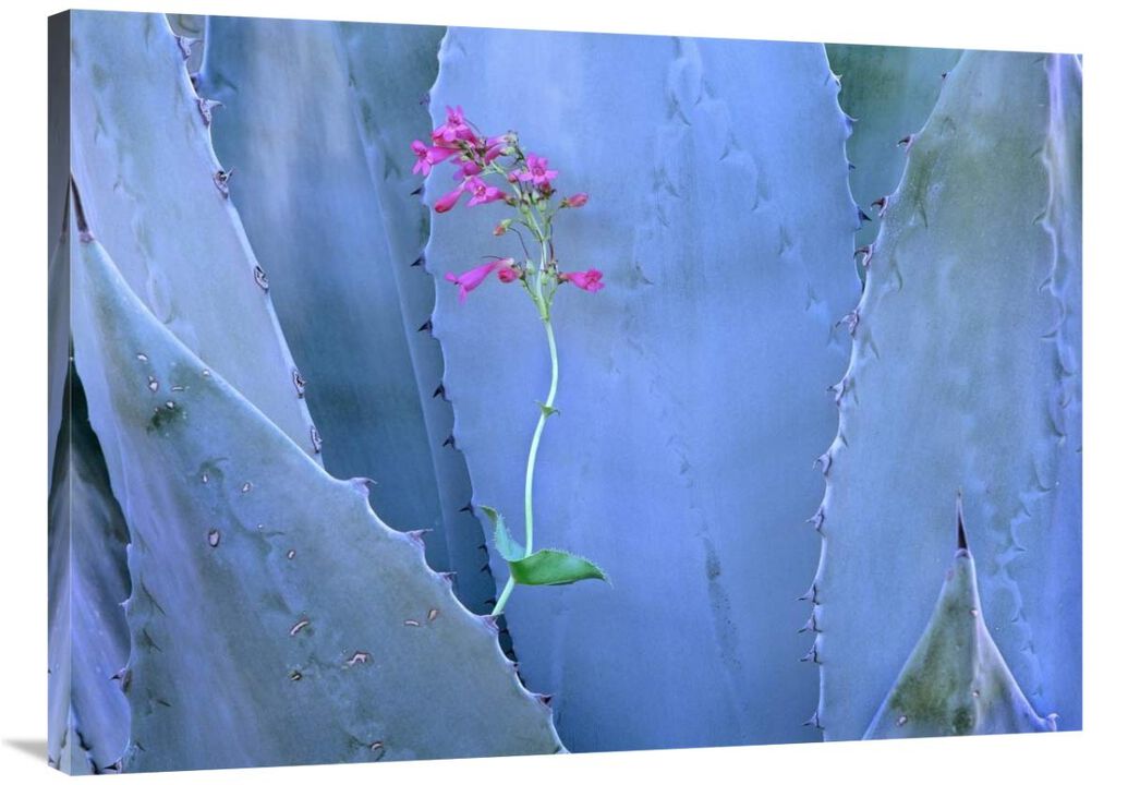 Agave and Parrys Penstemon close up, North America-Canvas Art-40x30