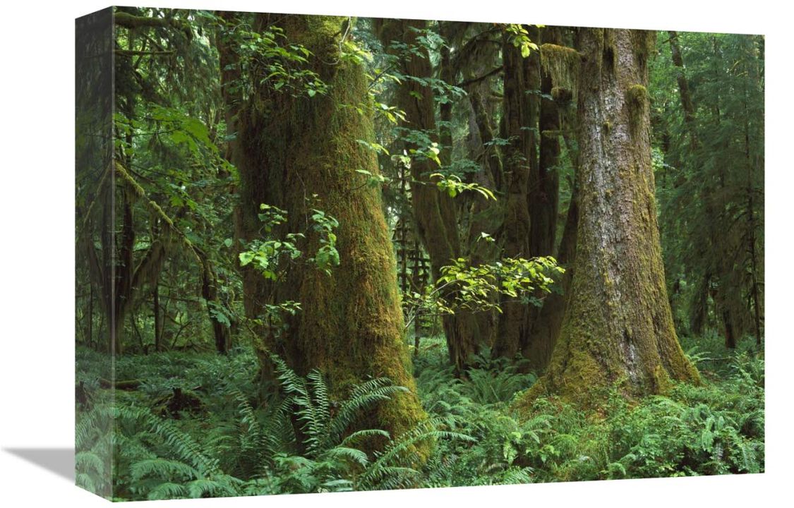 Moss-covered trees and dense undergrowth in the Hoh Temperate Rainforest, Olympic National Park, Washington-Canvas Art-16x12