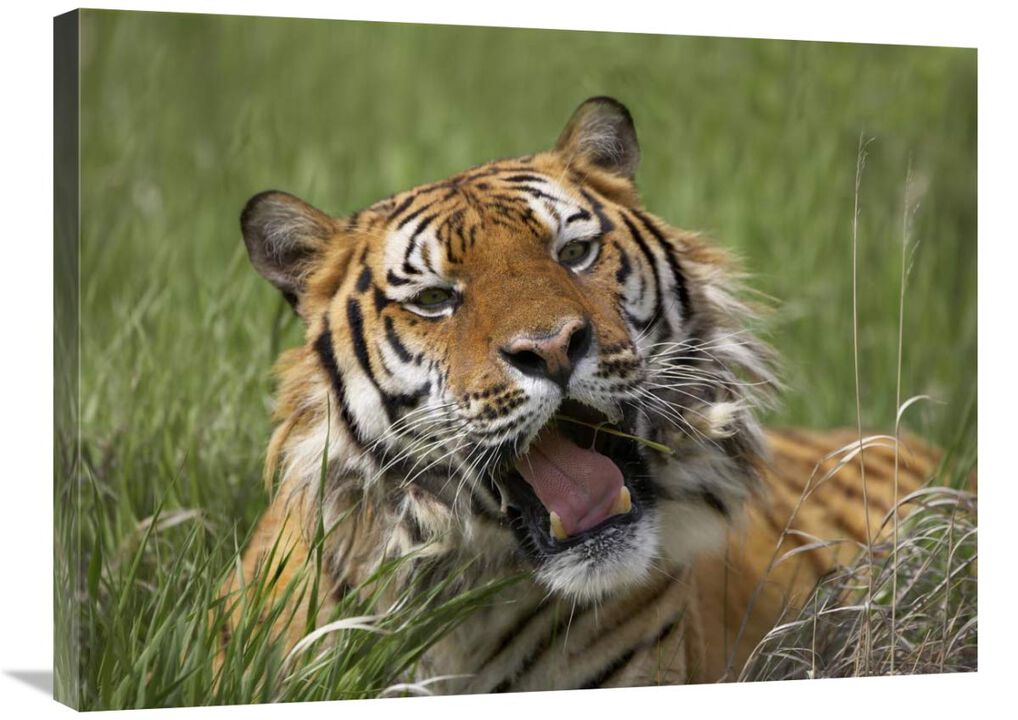 Siberian Tiger yawning, endangered, native to Siberia-Canvas Art-32x24