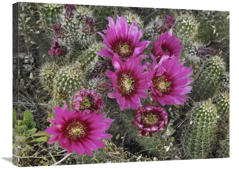 Hedgehog Cactus flowering, Arizona-Canvas Art-32x24