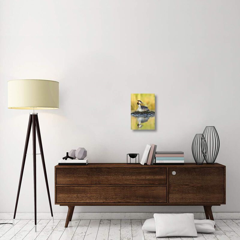 Great Crested Grebe on floating nest, De Biesbosch National Park, Netherlands-Canvas Art-12x18