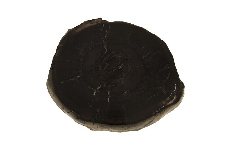 Petrified Wood Coffee Table