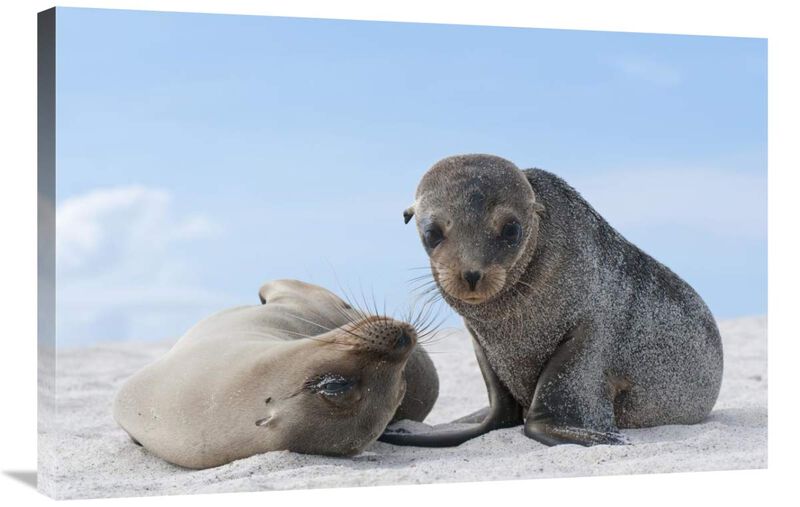 Galapagos Sea Lion female and pup, Galapagos Islands, Ecuador-Canvas Art-36x24