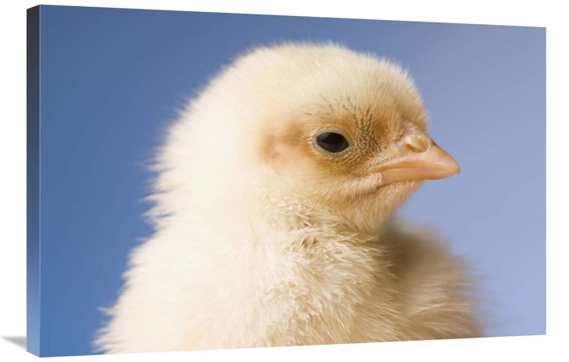 Domestic Chicken, banty morph, hatchling-Canvas Art-36x24