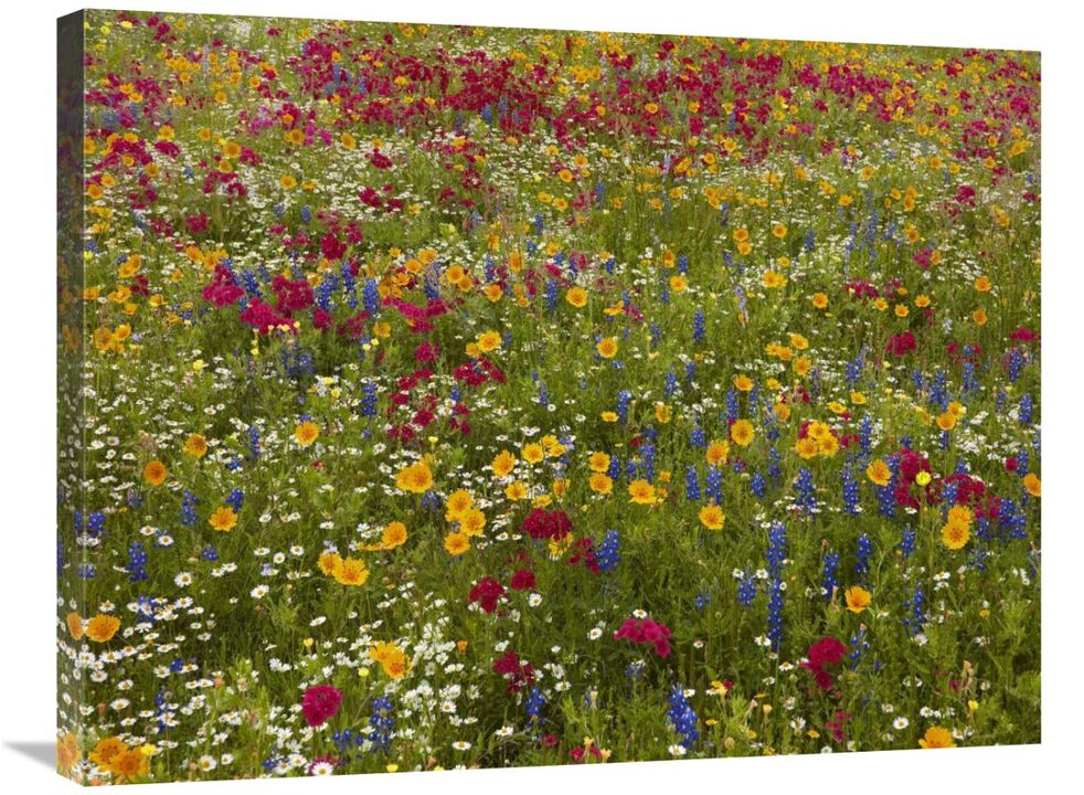 Drummonds Phlox near Westhoff, Texas-Canvas Art-32x24