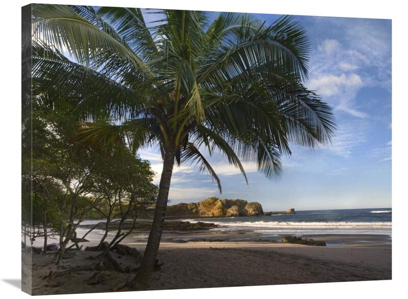 Palm trees line Pelada Beach, Costa Rica-Canvas Art-32x24