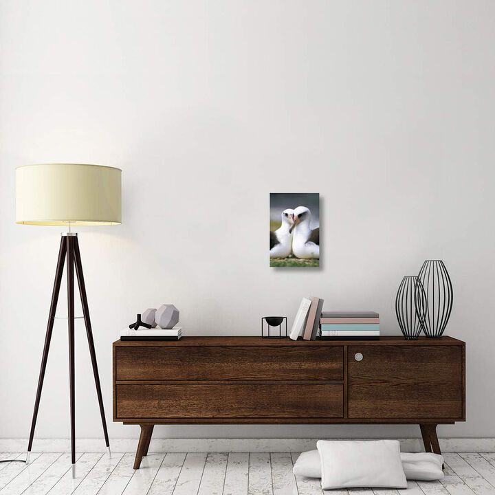 Laysan Albatross pair bonding, Midway Atoll, Hawaii-Canvas Art-12x18