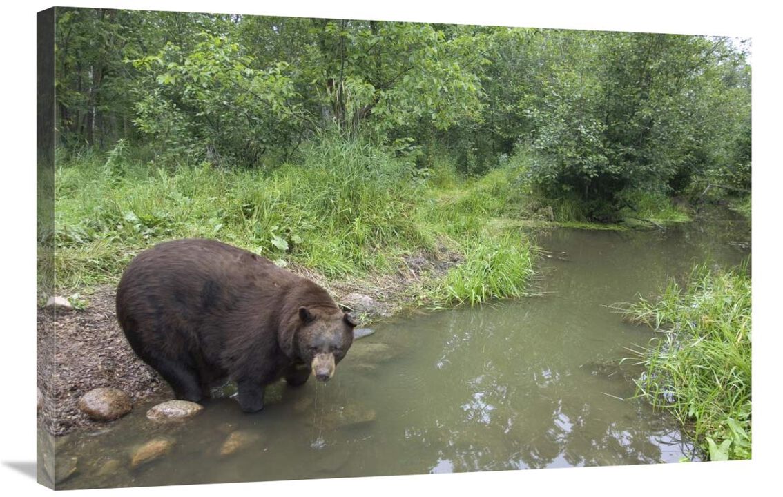 Black Bear large adult male drinking from stream, Orr, Minnesota-Canvas Art-36x24