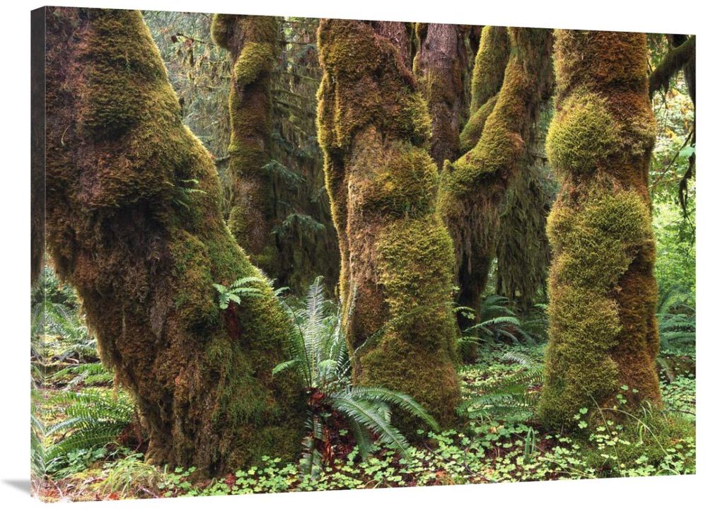 Mossy big-leaf maples, Hoh Rainforest, Olympic National Park, Washington-Canvas Art-40x30