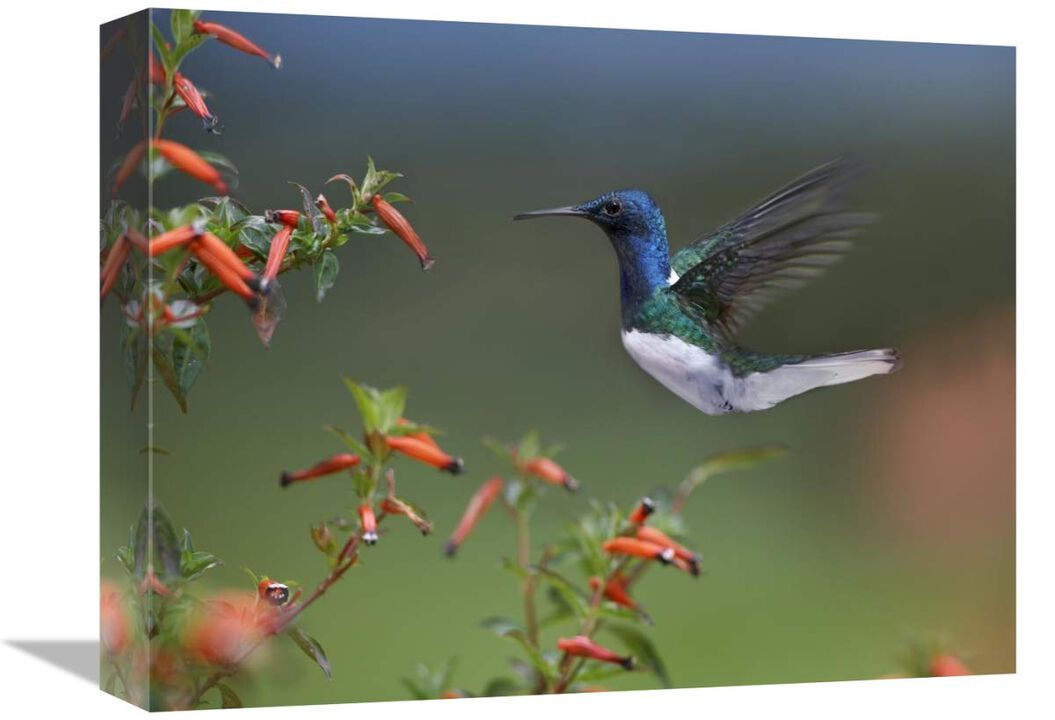 White-necked Jacobin hummingbird, male foraging, Costa Rica-Canvas Art-16x12