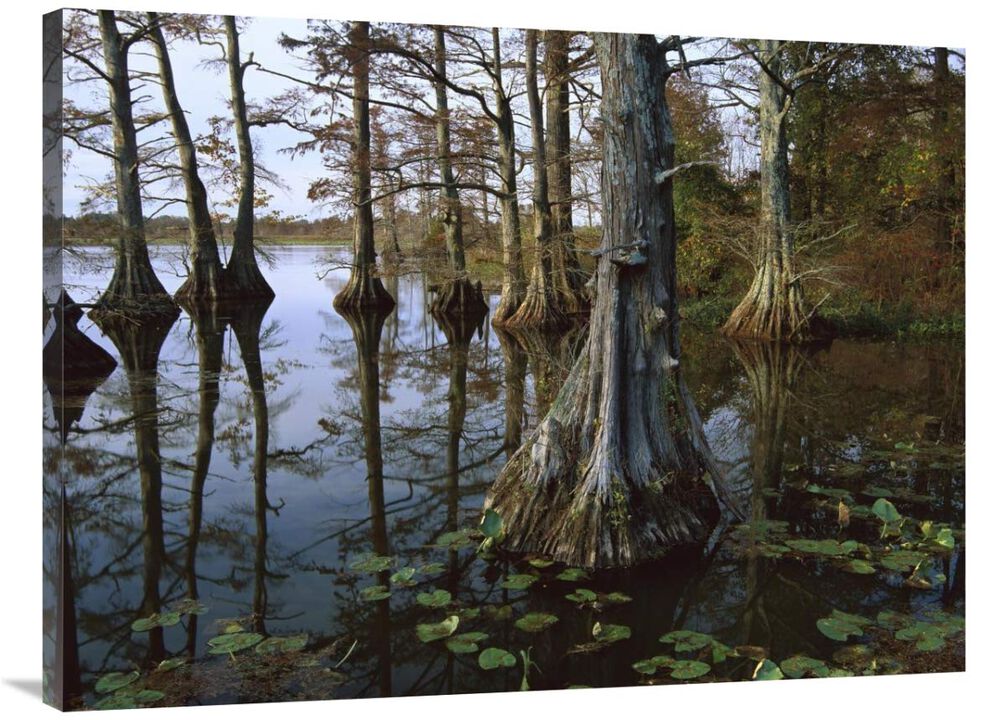 Bald Cypress at upper Blue Basin, Reelfoot National Wildlife Refuge, Tennessee-Canvas Art-40x30