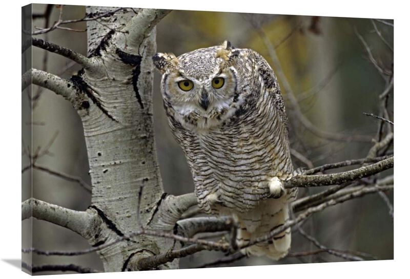 Great Horned Owl pale form, Kootenays, British Columbia, Canada-Canvas Art-32x24