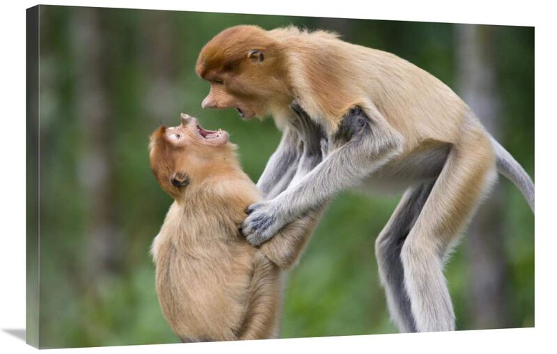 Proboscis Monkey juveniles playing, Sabah, Malaysia-Canvas Art-36x24