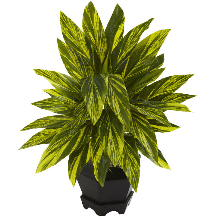 Hivvago Ginger Plant w/Black Planter Hivvago Ginger Plant w/Black Planter