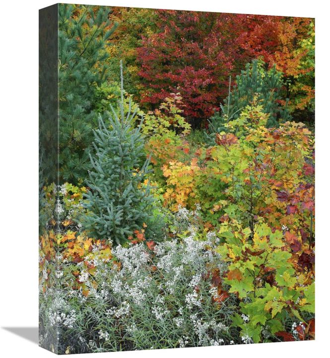 Autumn colors, Killarney Provincial Park, Ontario, Canada-Canvas Art-12x16