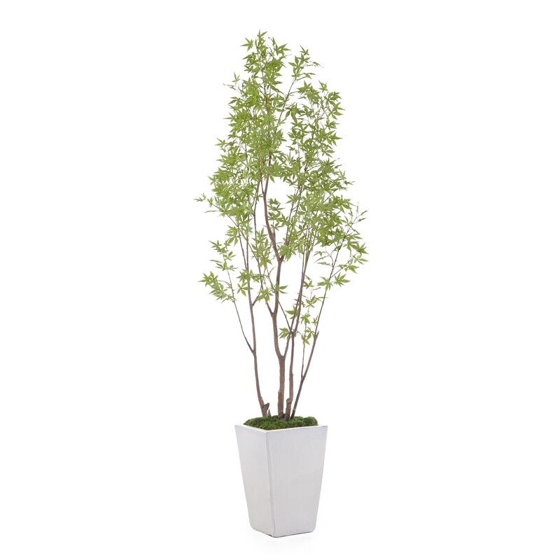 Amur Maple