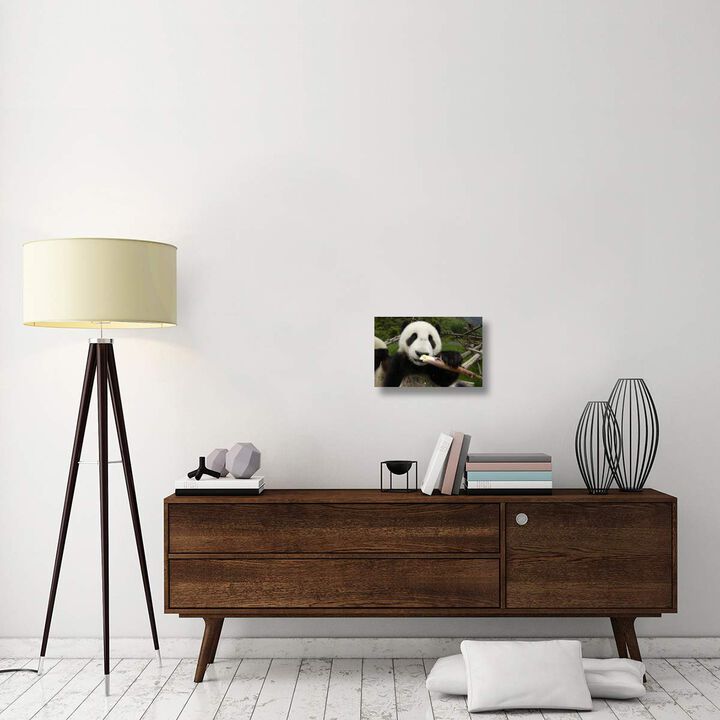 Young Panda learning to eat bamboo, Wolong Nature Reserve, China-Canvas Art-18x12