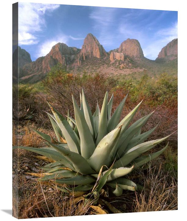 Chisos Agave and the Chisos Mountains, Big Bend National Park, Texas-Canvas Art-24x32