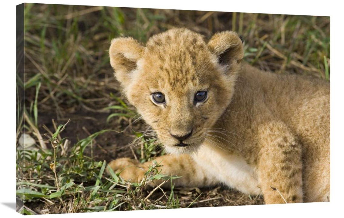 African Lion five week old cub, vulnerable, Masai Mara National Reserve, Kenya-Canvas Art-36x24