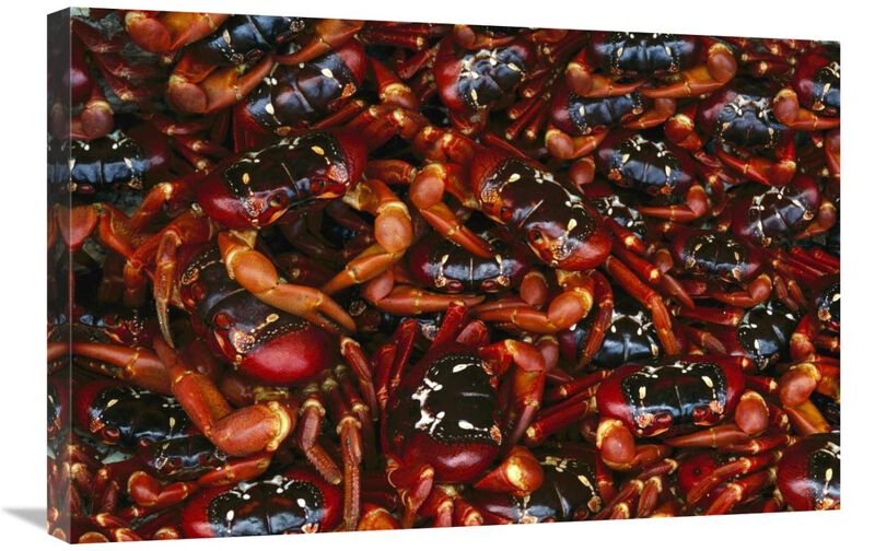 Christmas Island Red Crab females, Christmas Island, Australia-Canvas Art-30x20