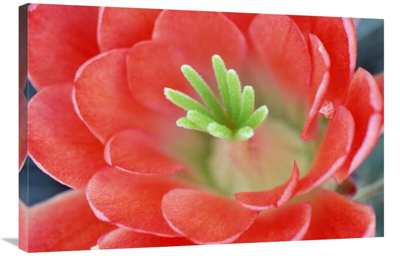 Claret Cup Cactus flower, Arizona-Canvas Art-36x24