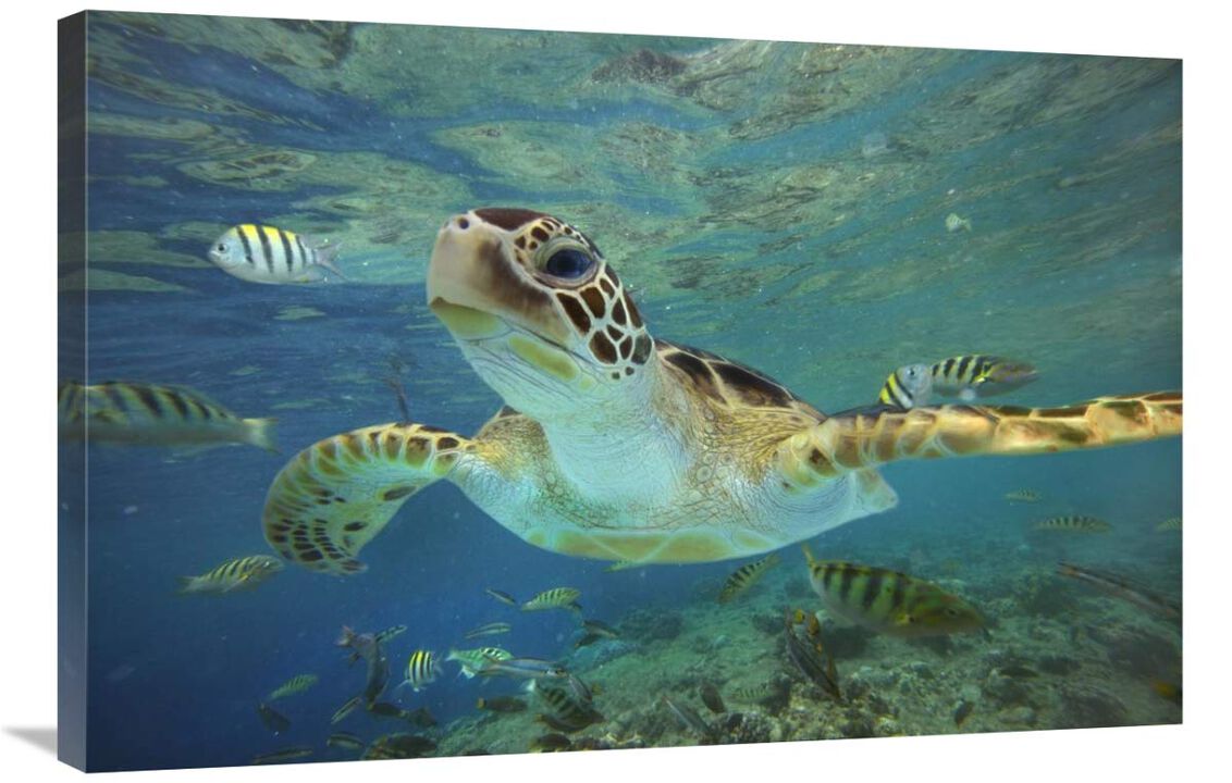 Green Sea Turtle, Balicasag Island, Philippines-Canvas Art-36x24