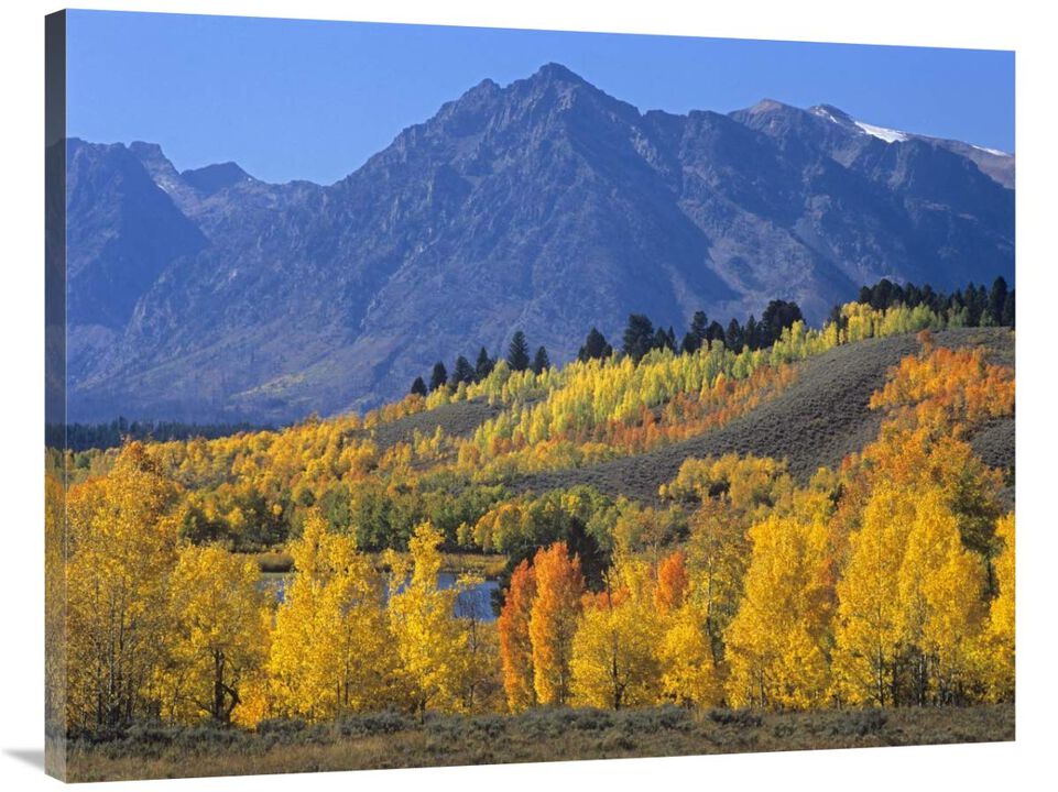 Ranger Peak and Aspen forest in autumn, Grand Teton National Park, Wyoming-Canvas Art-40x30